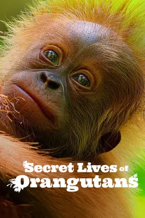 Secret Lives of Orangutans (2024) Hindi Dubbed Netflix Poster